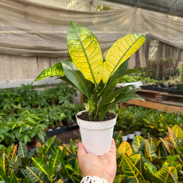 Croton 'Iceton'