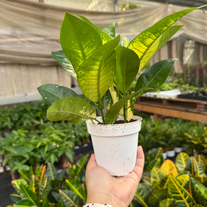 Croton 'Iceton'