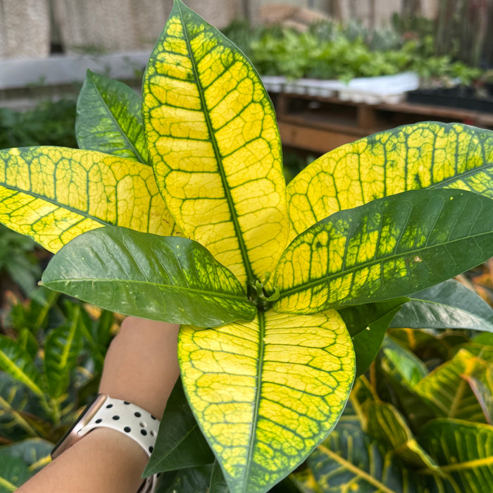 Croton 'Iceton'