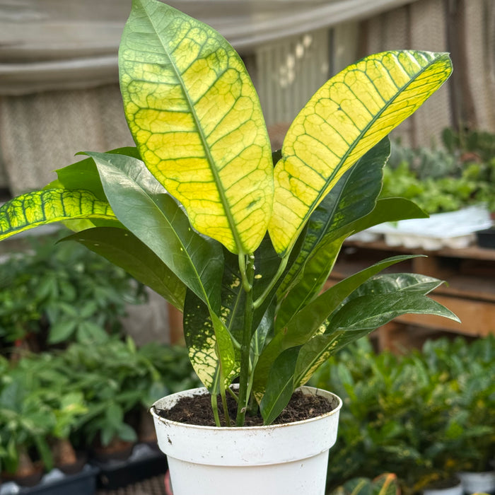 Croton 'Iceton'