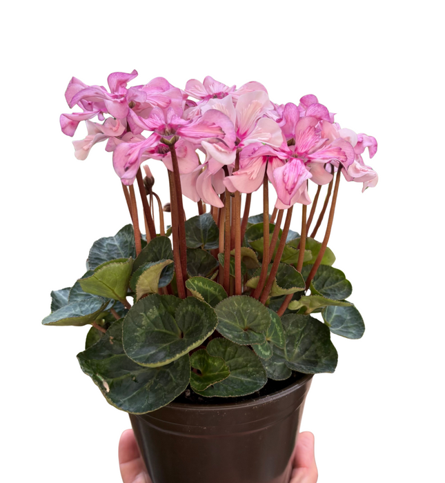 Cyclamen