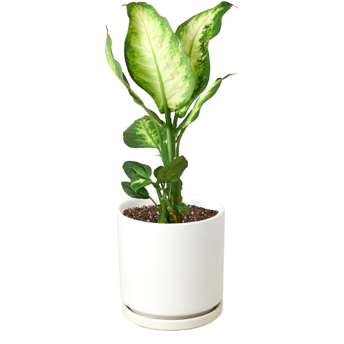 Dieffenbachia Camille