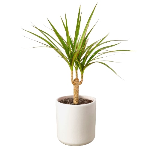 Dracaena 'Marginata Cane'