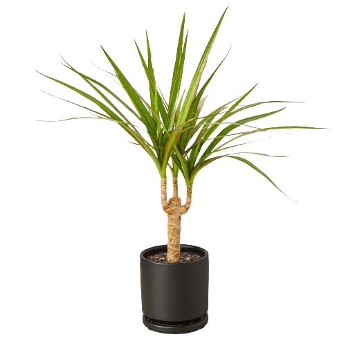 Dracaena 'Marginata Cane'