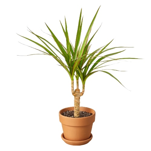 Dracaena 'Marginata Cane'