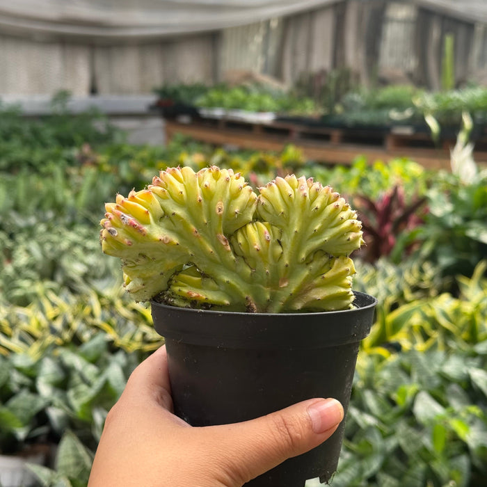 Succulent Euphorbia Lactea 'Mermaid Tail'