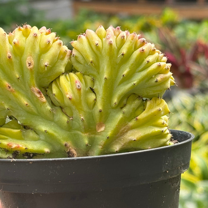 Succulent Euphorbia Lactea 'Mermaid Tail'