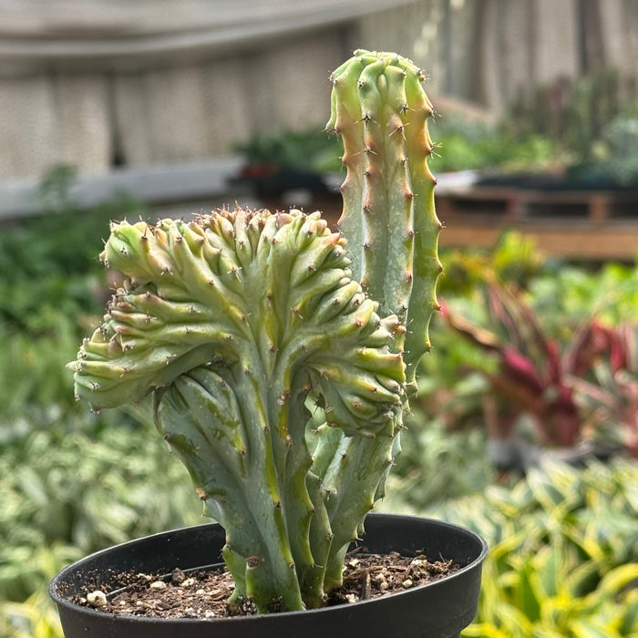 Succulent Euphorbia Lactea 'Mermaid Tail'