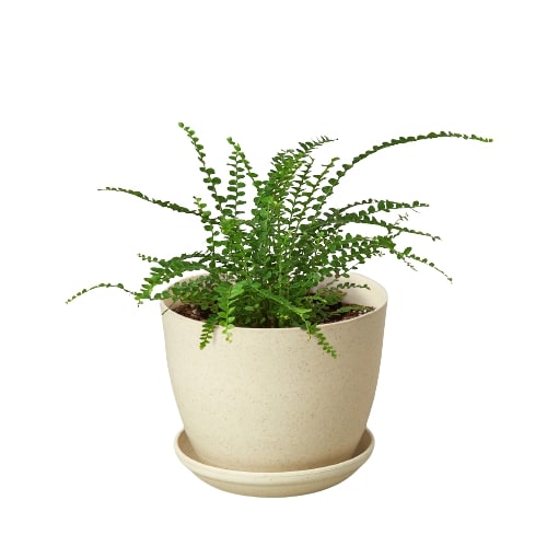 Lemon Button Fern