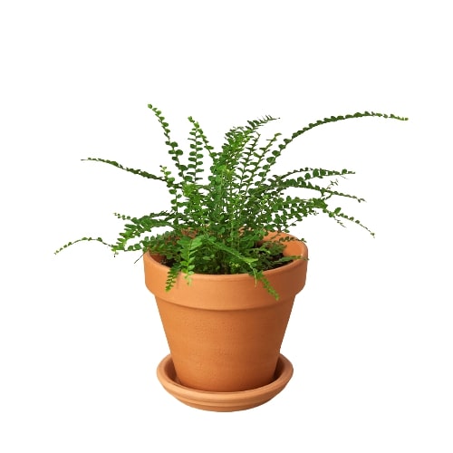 Lemon Button Fern