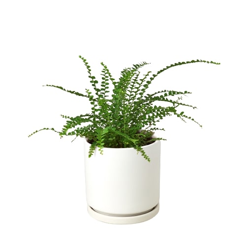 Lemon Button Fern
