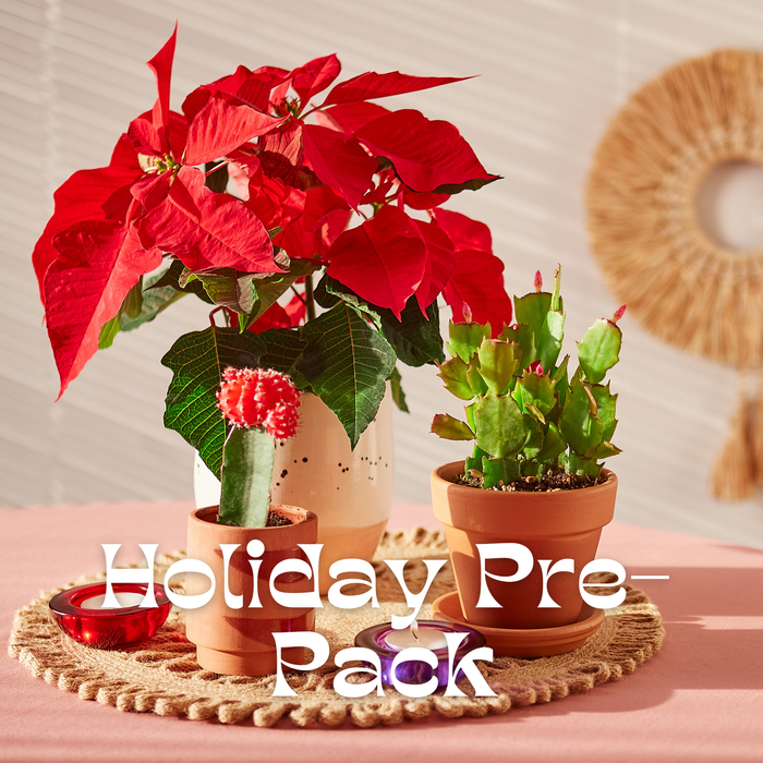 Mini Holiday Pre-Pack | House Plant Wholesale Bundle