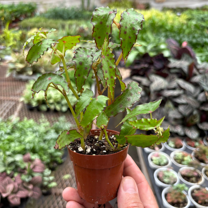 Begonia 'Pink Spotted'