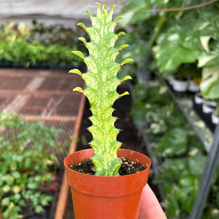 Succ Euphorbia 'Mint Cream'