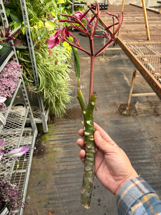 Plumeria Mex Pink Single