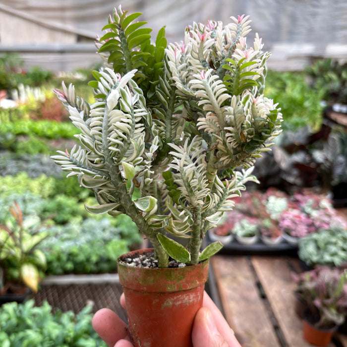 Devil's Backbone Euphorbia Variegated