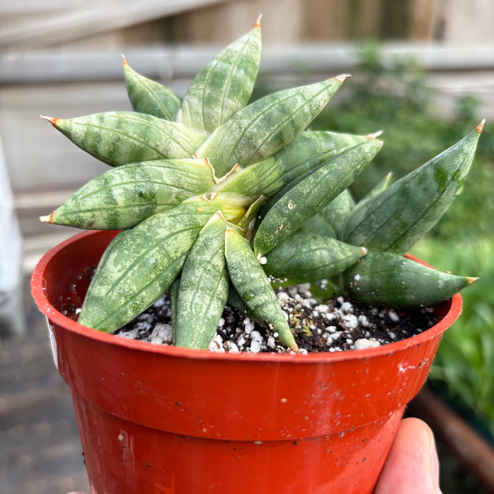 Snake Cylindrica Bonji