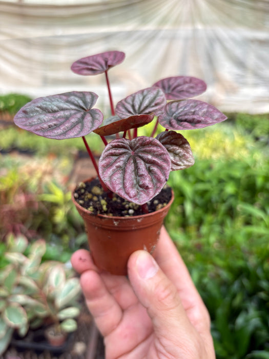 Peperomia 'Ripple Red'