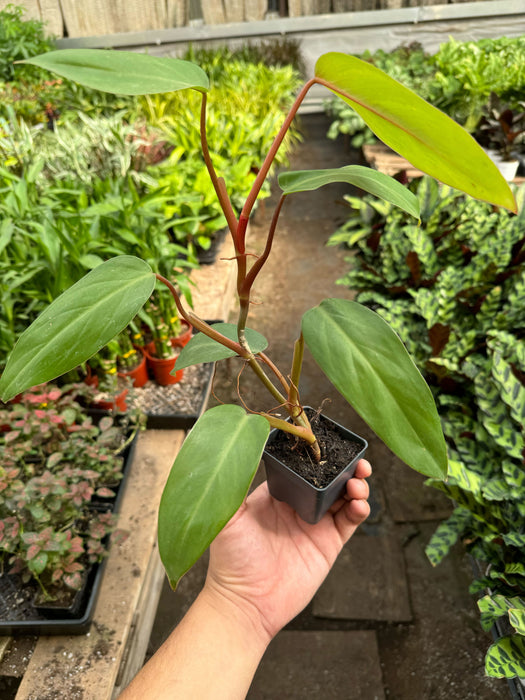 Philodendron Red Emerald