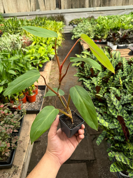 Philodendron Red Emerald