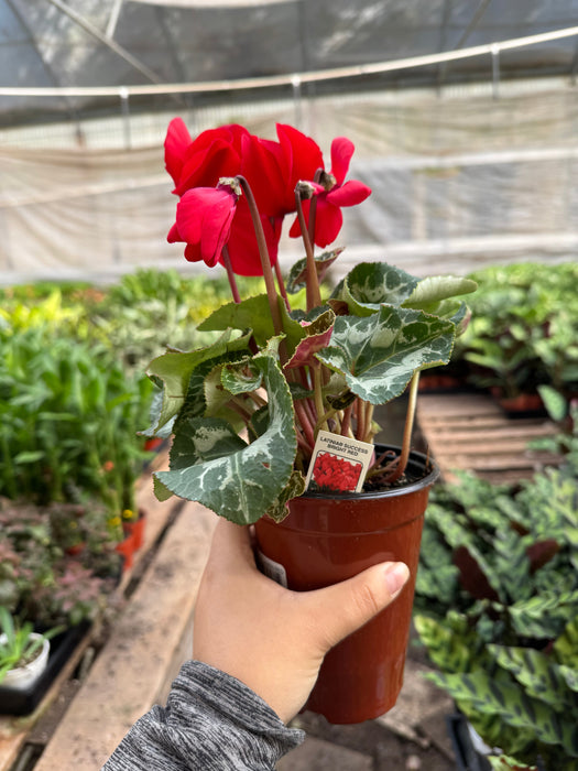 Cyclamen 'Red'