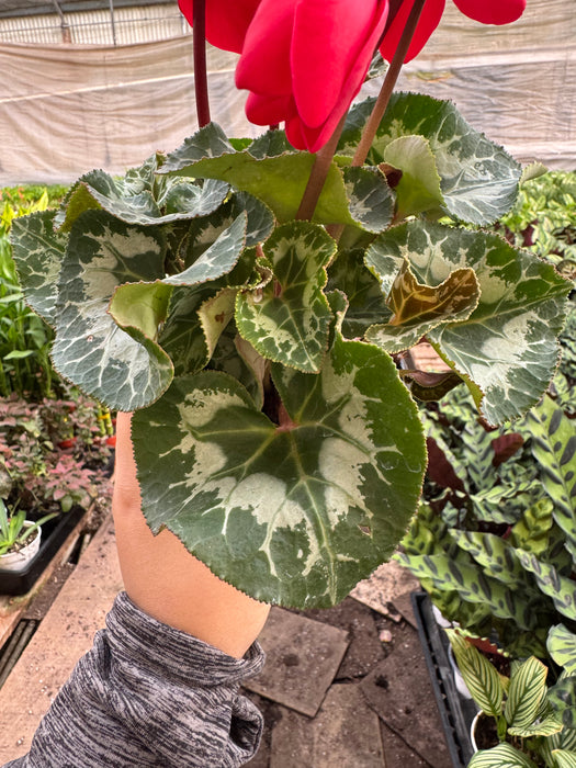 Cyclamen 'Red'