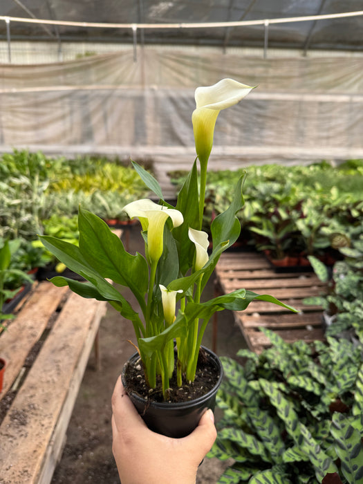 White Calla Lily