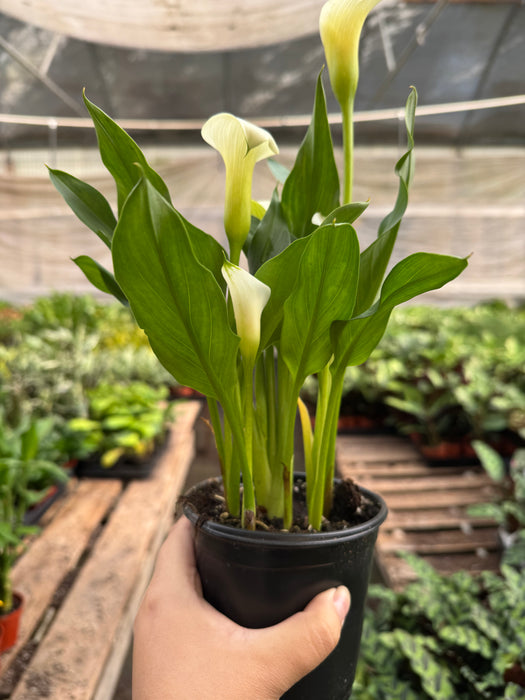 White Calla Lily