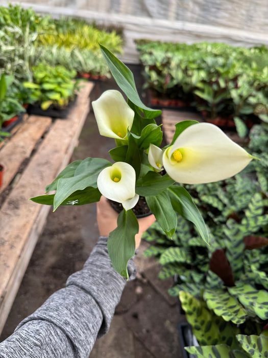 White Calla Lily