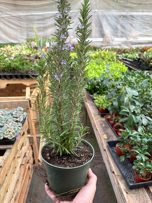 Rosemary Herb 'Rosemary Barbecue' - 6" Pot