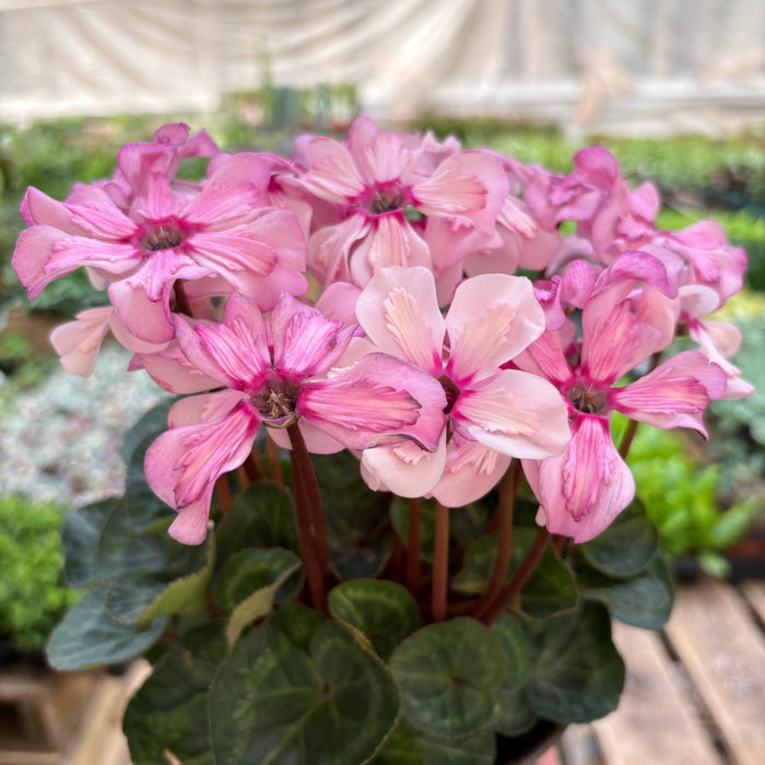 Cyclamen 'Pink'