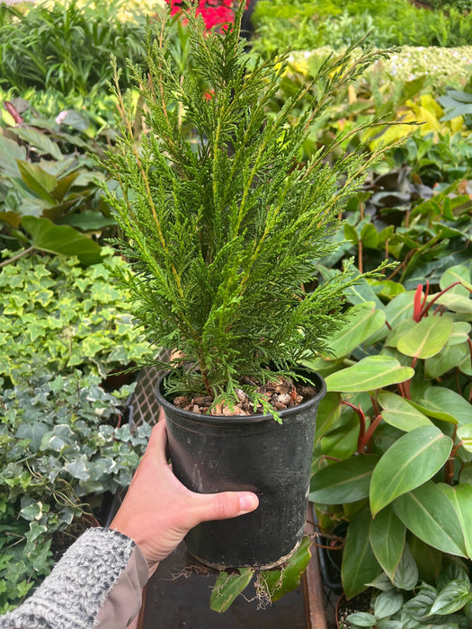 Leyland cypress - 6" Pot