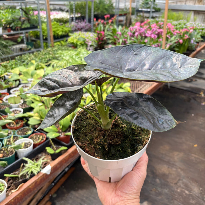 Alocasia 'Green Unicorn'