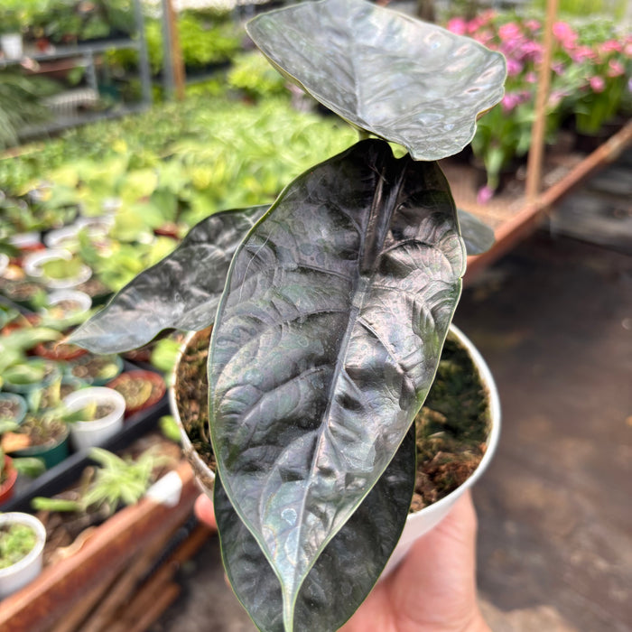 Alocasia 'Green Unicorn'