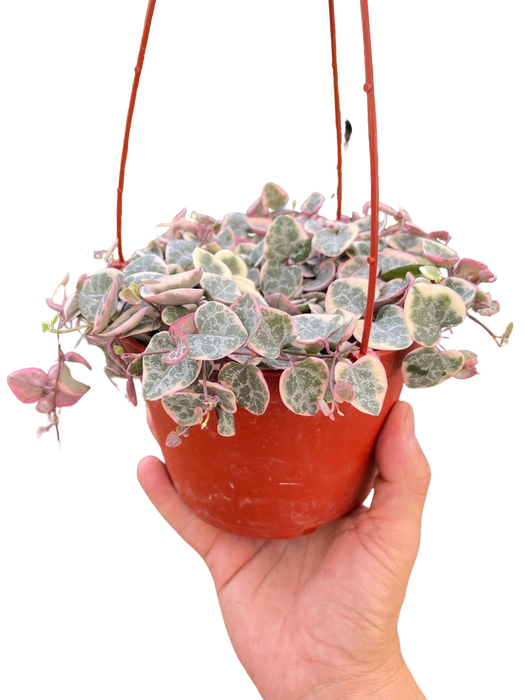 String of Hearts Variegated