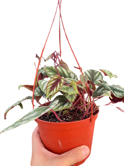 Begonia Rex Vine - 6" Pot