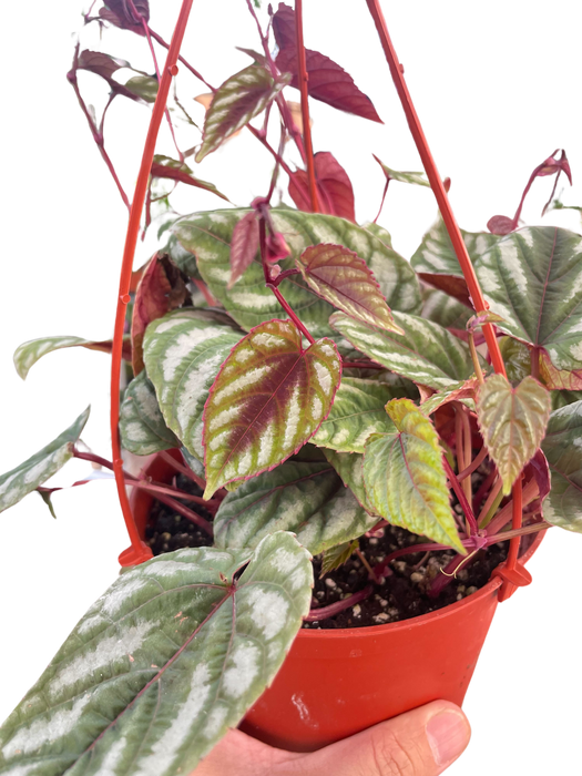 Begonia Rex Vine - 6" Pot