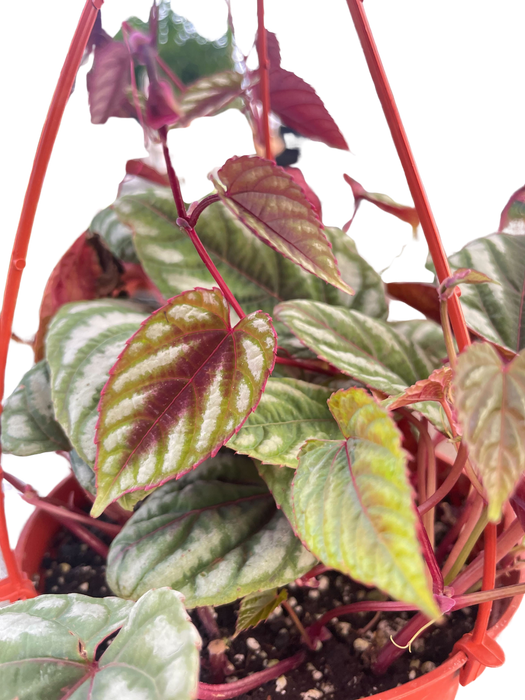 Begonia Rex Vine - 6" Pot