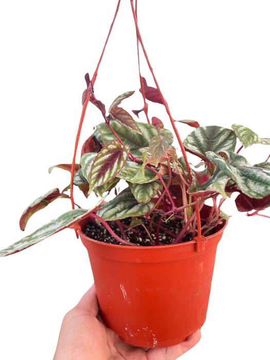 Begonia Rex Vine - 6" Pot