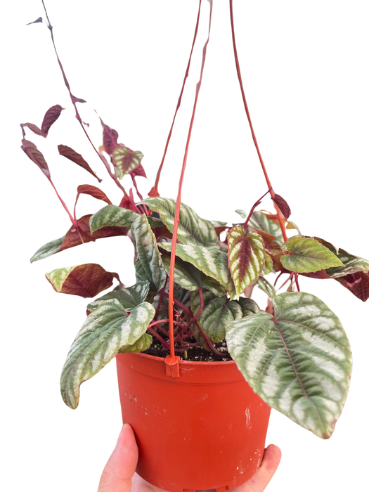 Begonia Rex Vine - 6" Pot