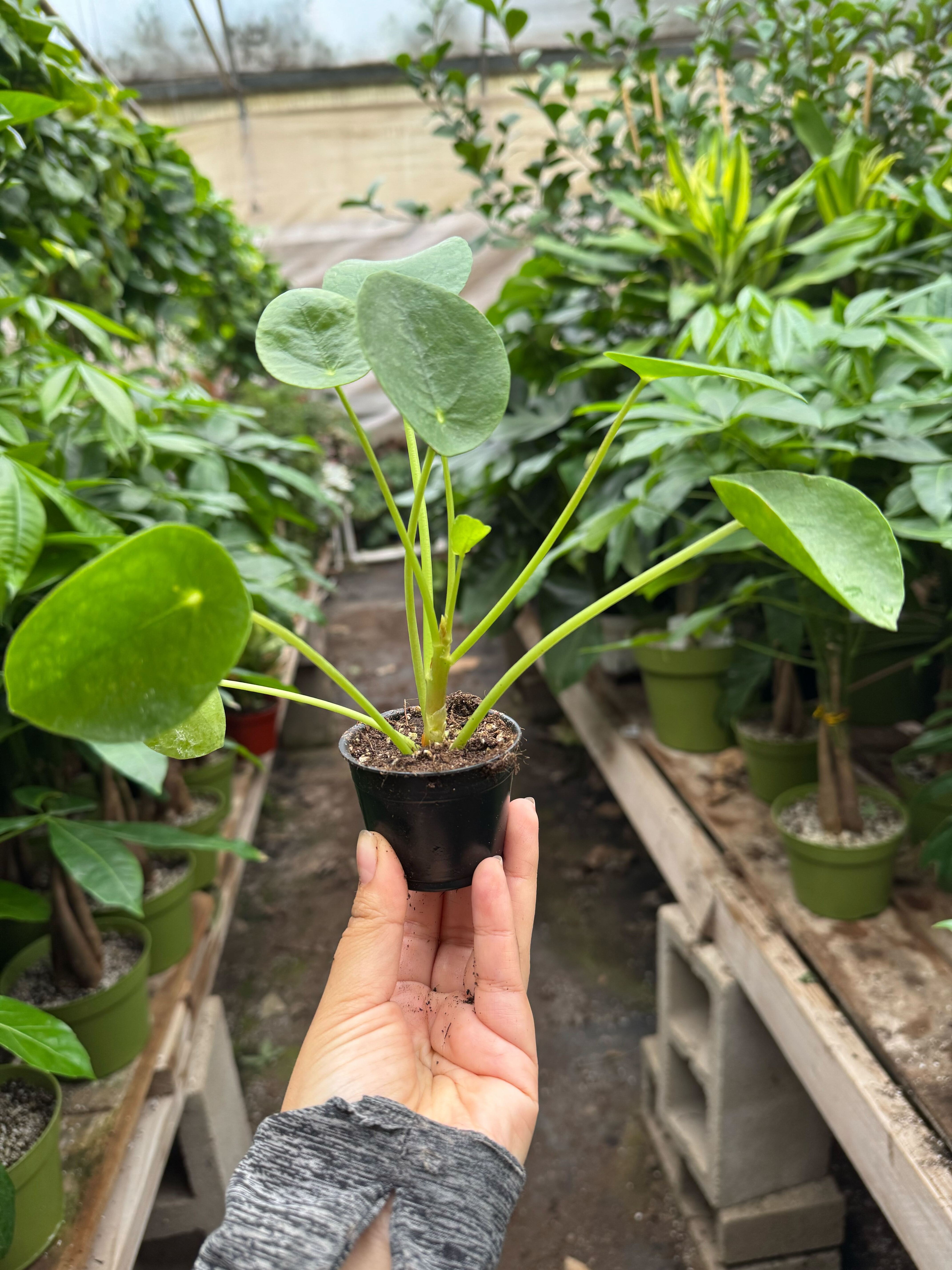Pilea Peperomioides 'Chinese Money'