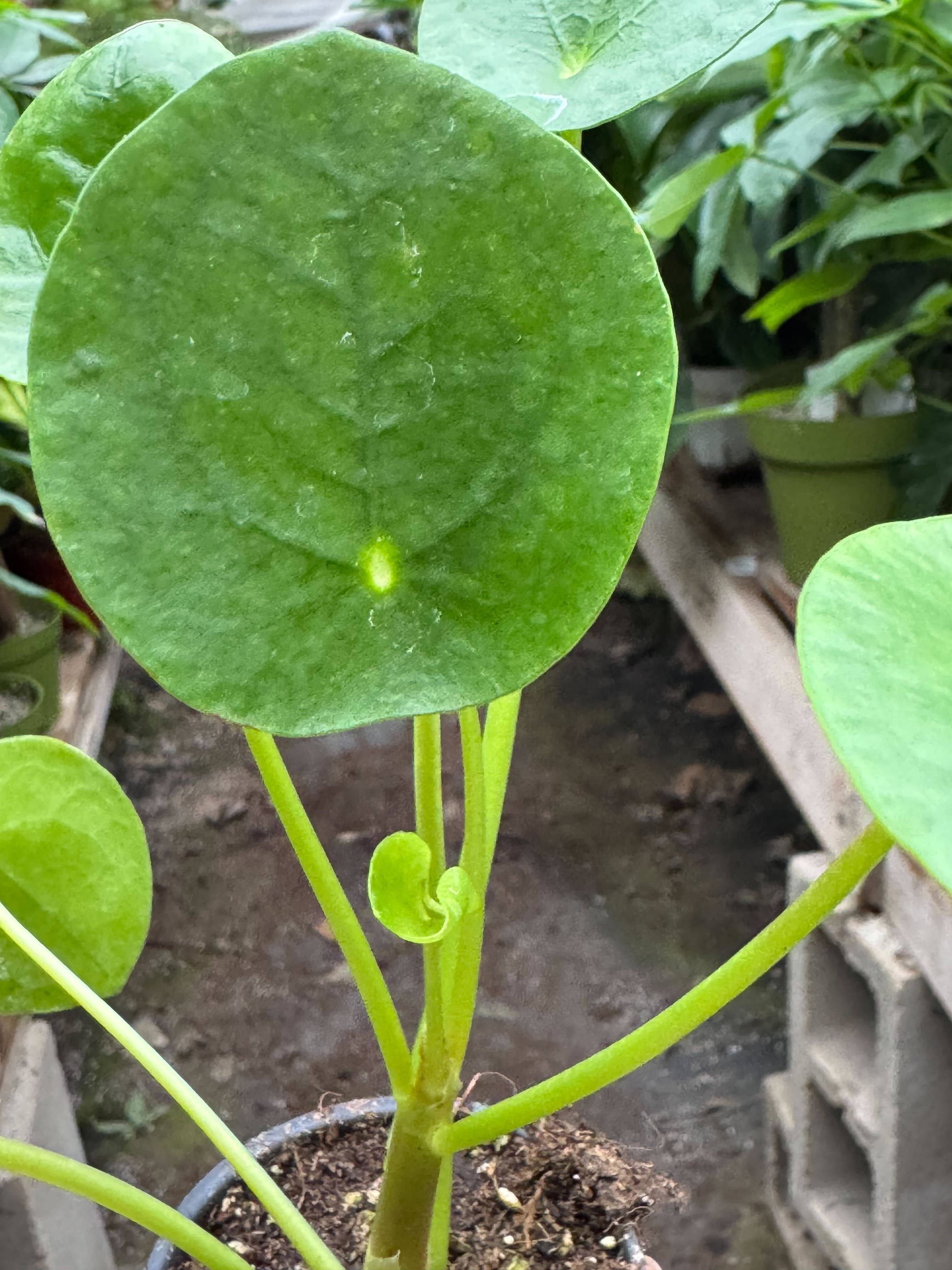 Pilea Peperomioides 'Chinese Money'