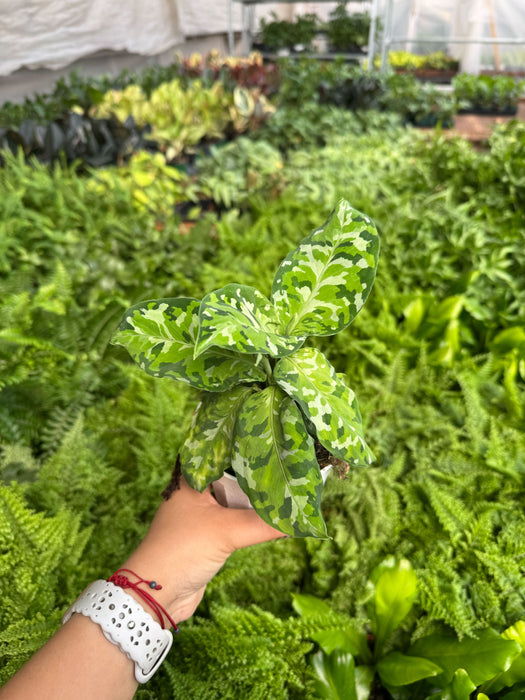 Chinese Evergreen Pictum Tricolor
