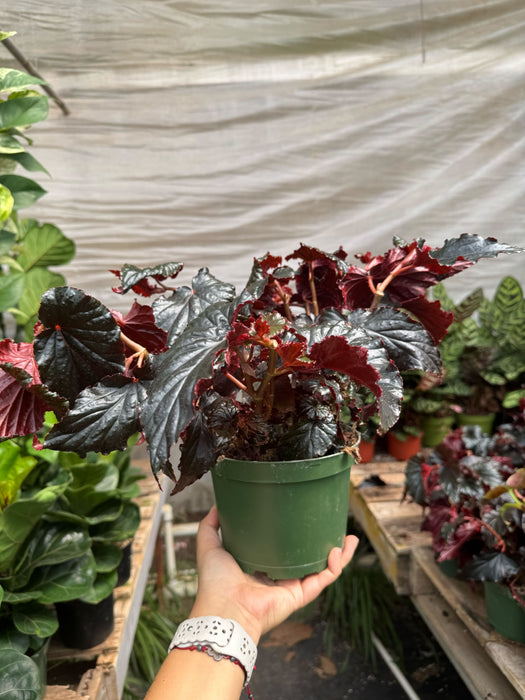 Begonia 'Black Magic'