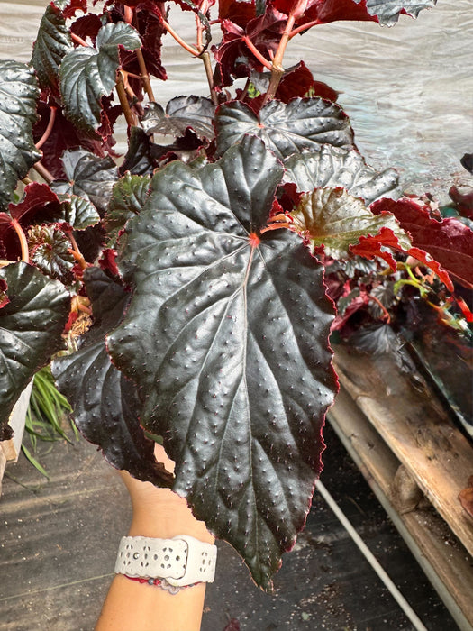 Begonia 'Black Magic'