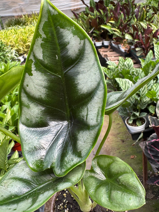 Alocasia 'Reversa'