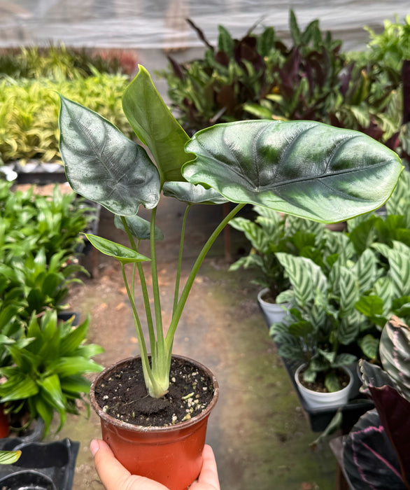 Alocasia 'Reversa'