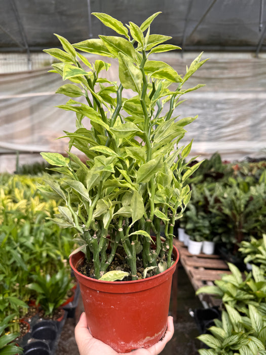 Devil's Backbone Euphorbia Variegated