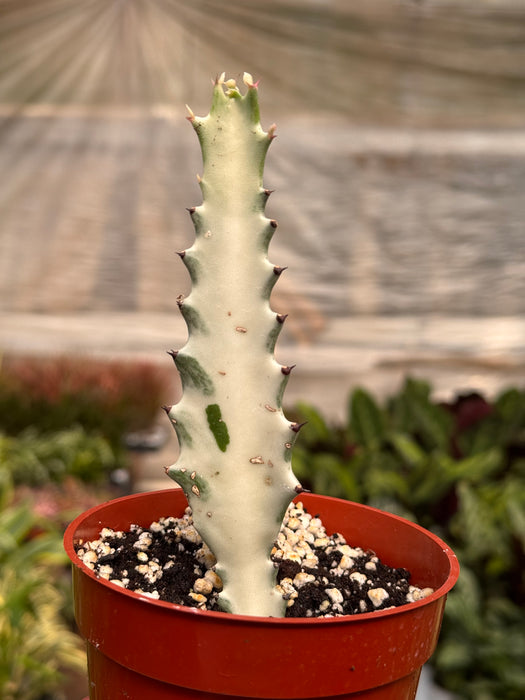 Succ Euphorbia 'Dragon Bone'