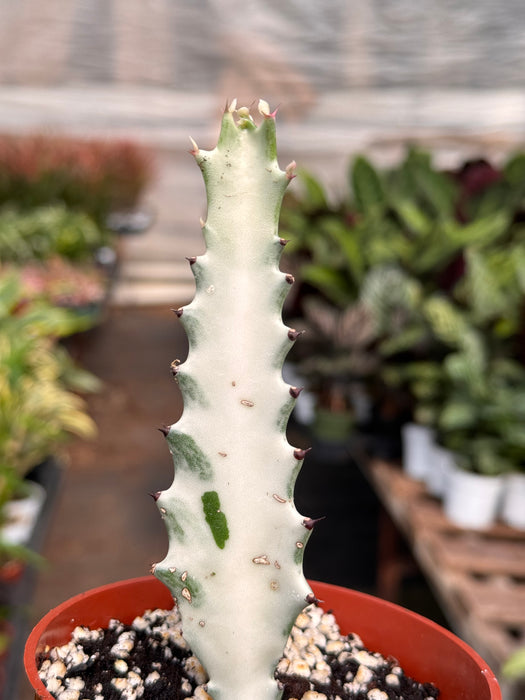 Succ Euphorbia 'Dragon Bone'